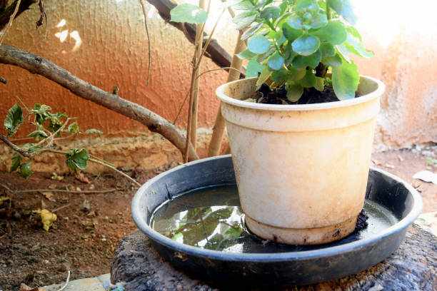Vaso de planta em um recipiente contendo água parada.
