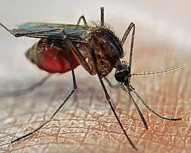 Foto do mosquito-da-dengue picando um trecho da pele sem repelente